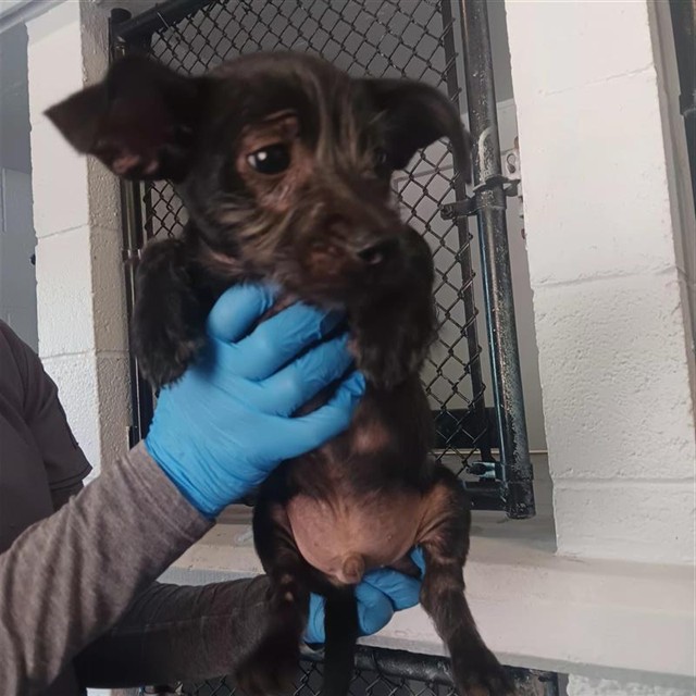 Adoptable Dog