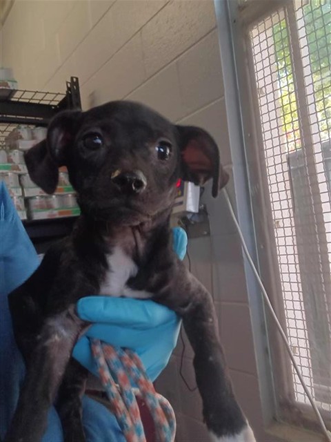 Adoptable Dog
