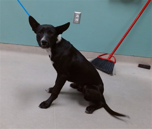 Adoptable Dog