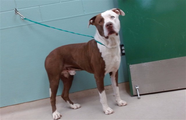 Adoptable Dog