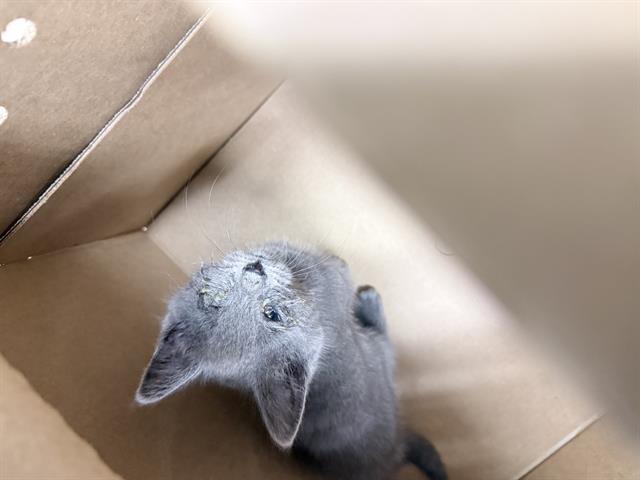 Adoptable Cat