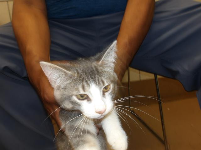 Adoptable Cat