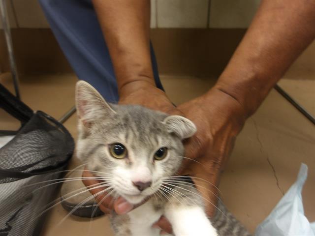 Adoptable Cat