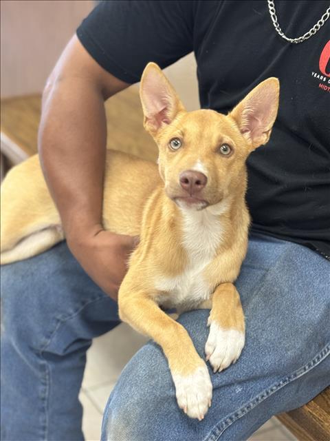 Adoptable Dog