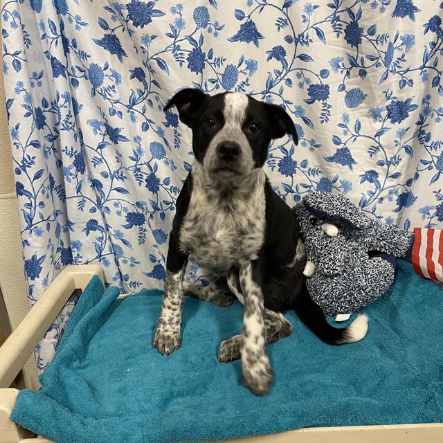 Adoptable Dog