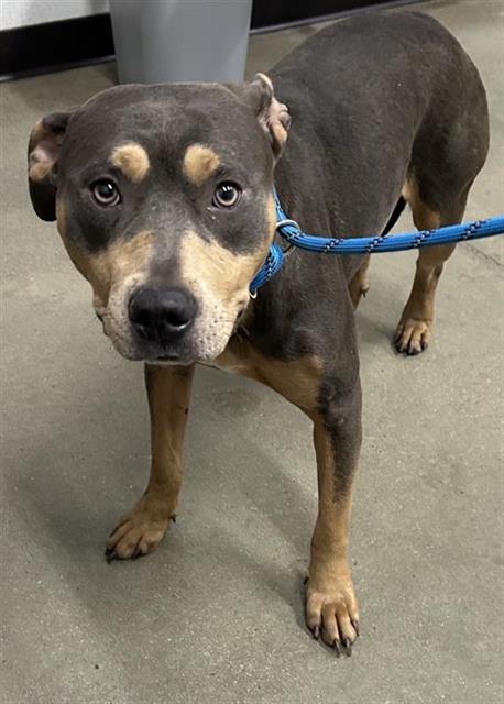 Adoptable Dog