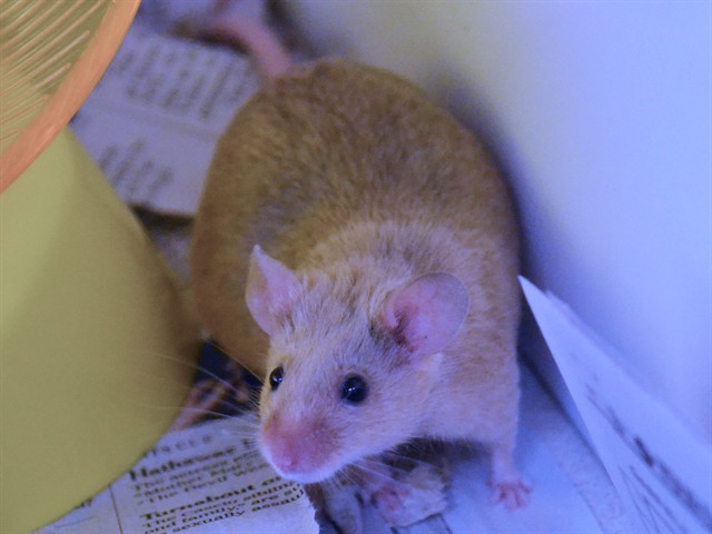 Myrtle