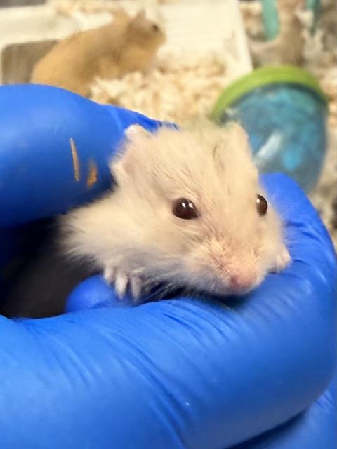 Cilantro