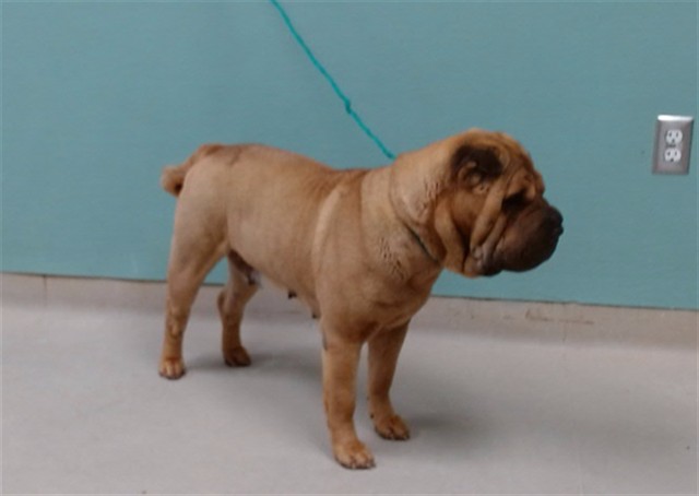 Adoptable Dog