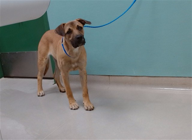 Adoptable Dog