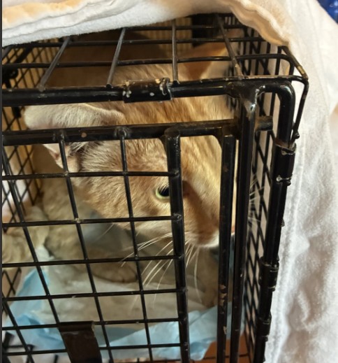 Adoptable Cat