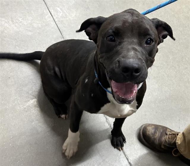 Adoptable Dog