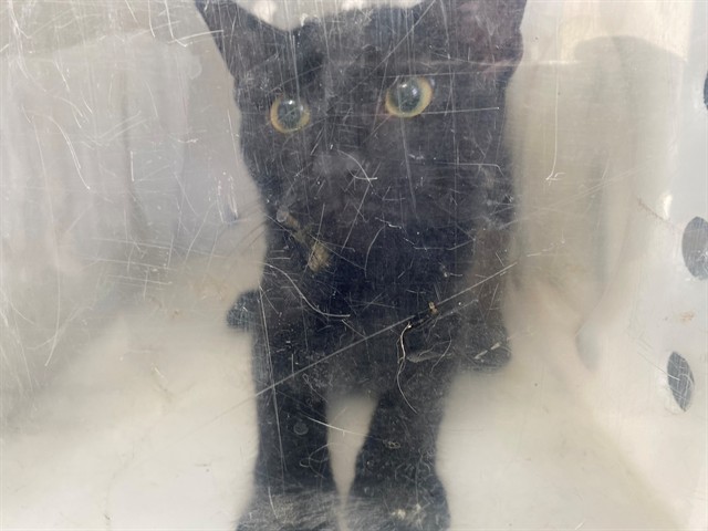 Jiji
