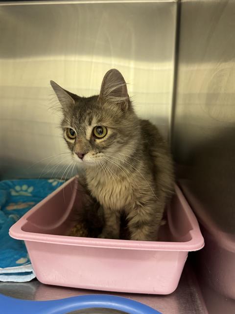Adoptable Cat