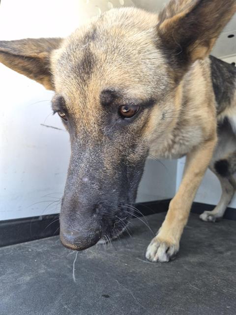 Adoptable Dog