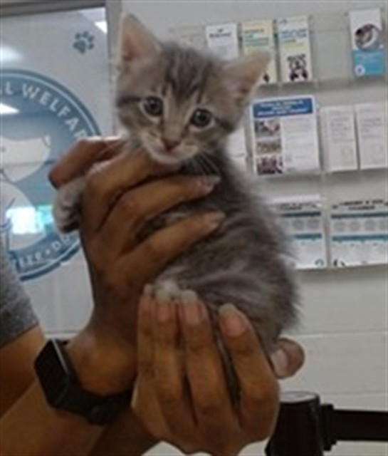 Adoptable Cat