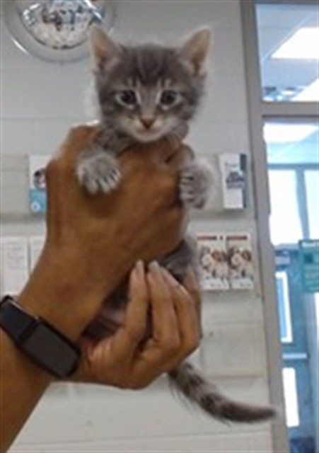 Adoptable Cat