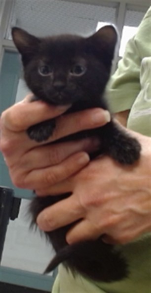 Adoptable Cat