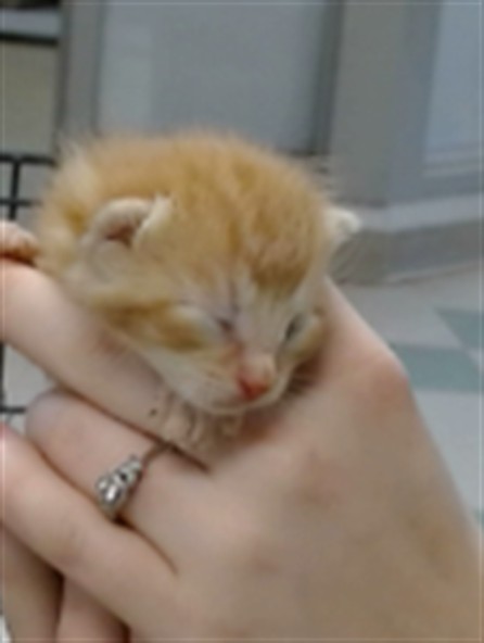 Adoptable Cat