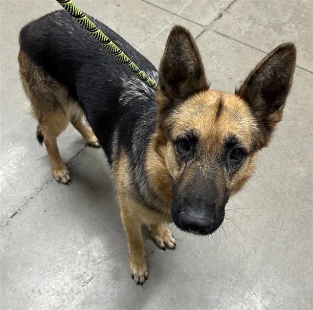 Adoptable Dog