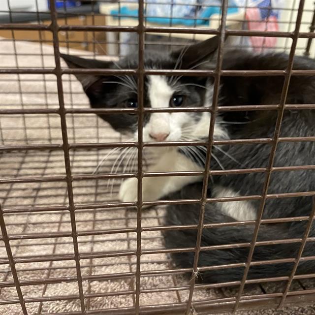Adoptable Cat