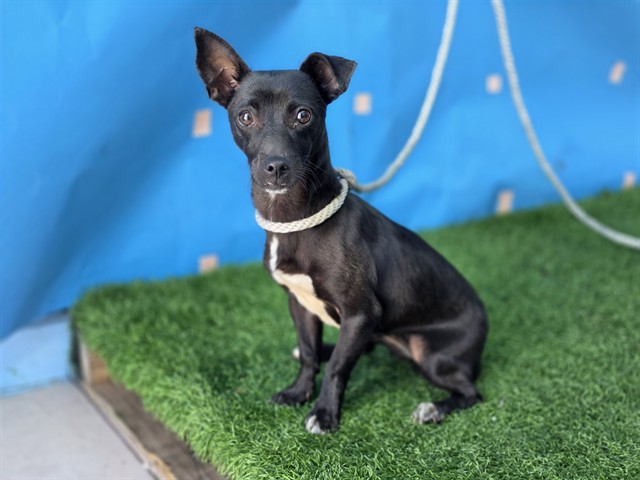 Adoptable Dog