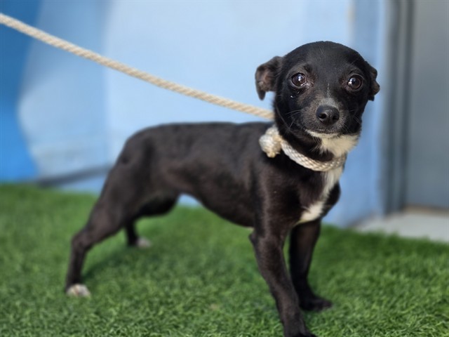 Adoptable Dog
