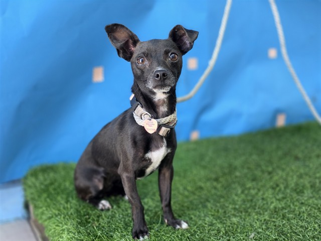 Adoptable Dog