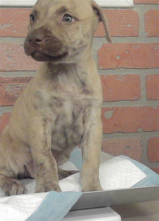 Mylo