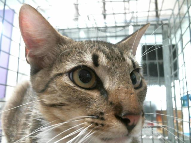 Adoptable Cat