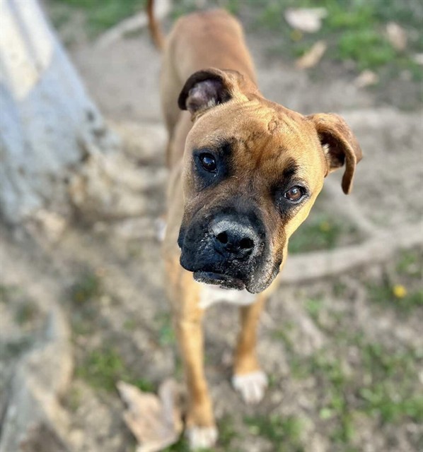 Oso