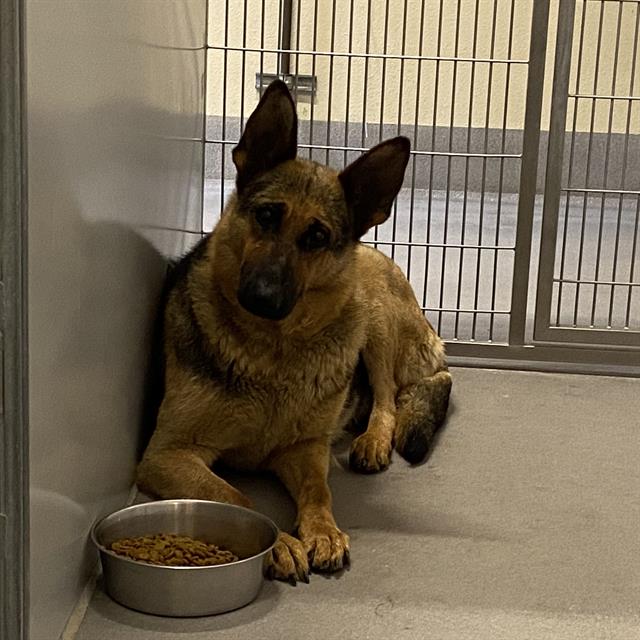 Adoptable Dog