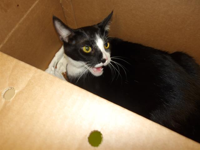 Adoptable Cat