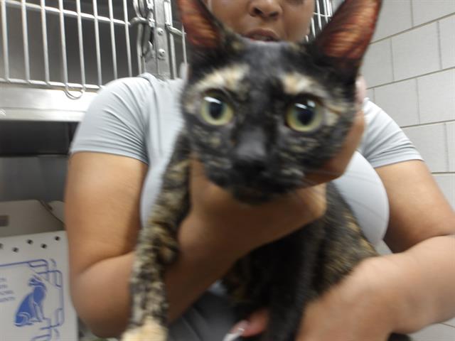 Adoptable Cat