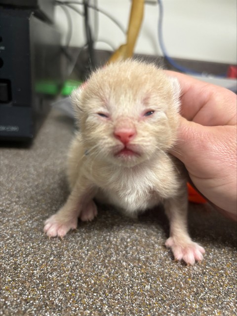 Adoptable Cat