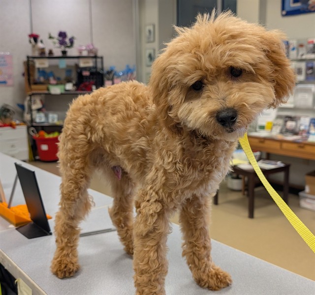 Adoptable Dog