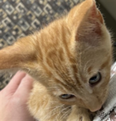 Adoptable Cat