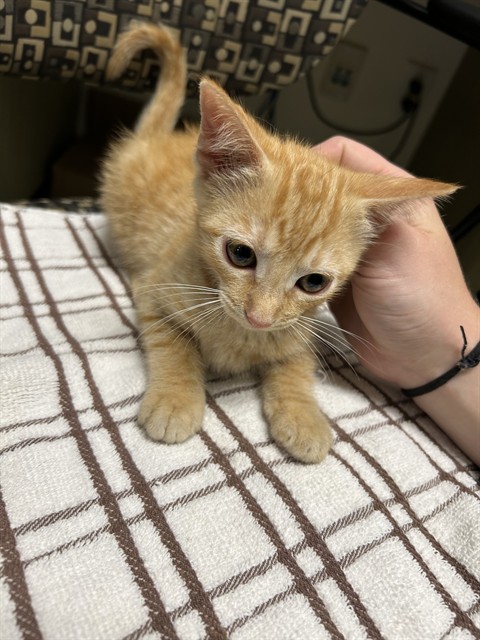 Adoptable Cat