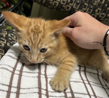 Adoptable Cat