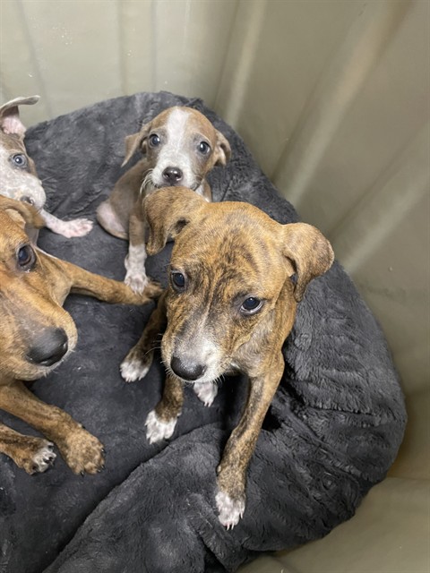 Adoptable Dog