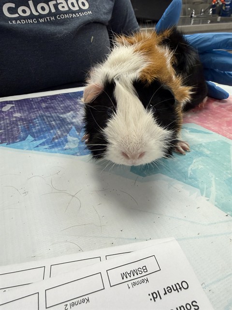 Rascal