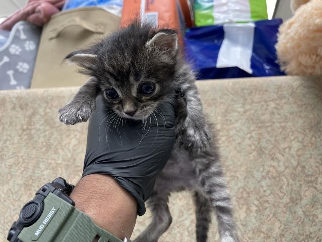 Adoptable Cat