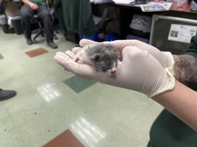 Adoptable Cat