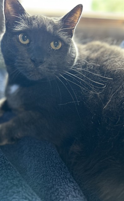 Miss Kitty