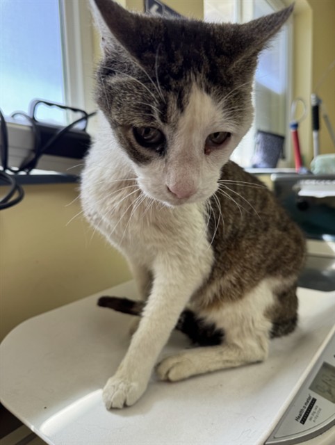 Adoptable Cat