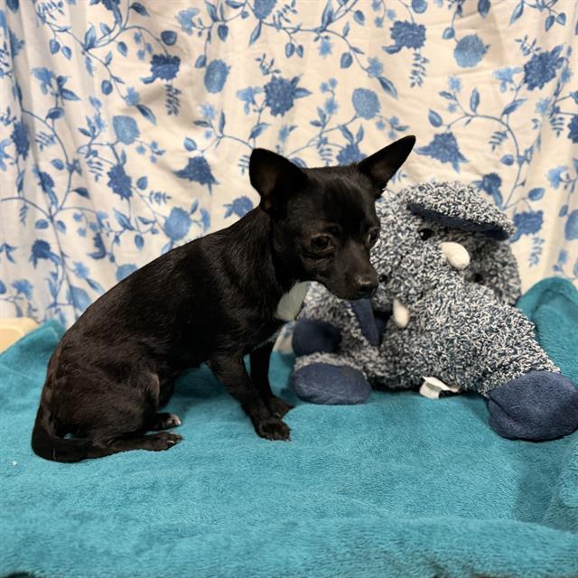 Adoptable Dog