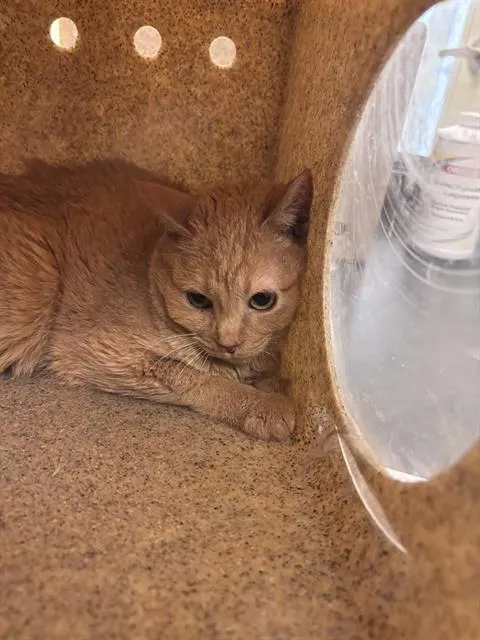 Duchess Whiskerton