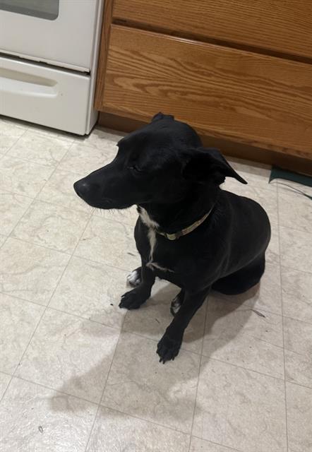 Stella