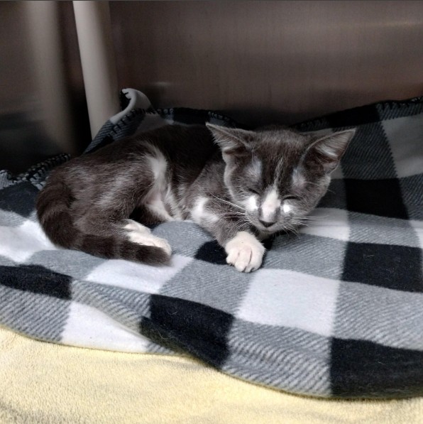 Adoptable Cat