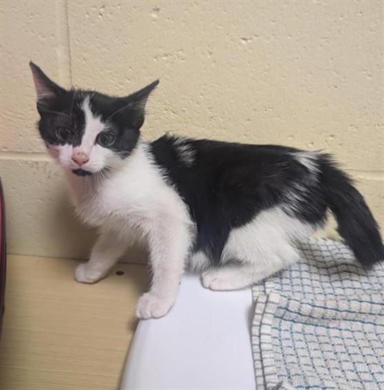 Adoptable Cat